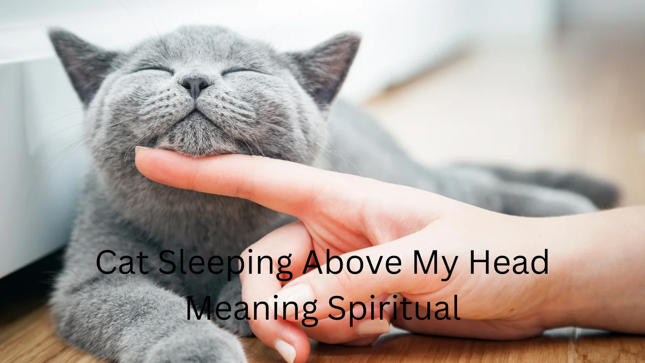 Cat Sleeping Above My Head Meaning Spiritual