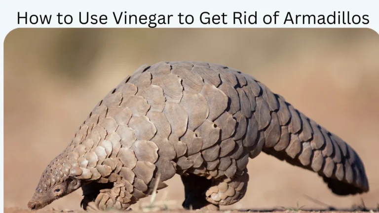 How to Use Vinegar to Get Rid of Armadillos